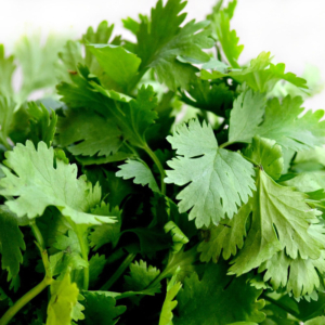 Coriander