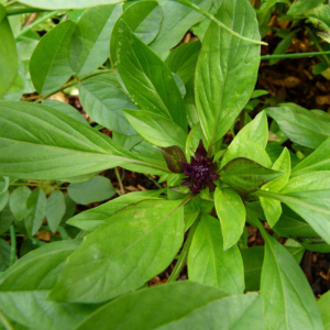 Thai Basil