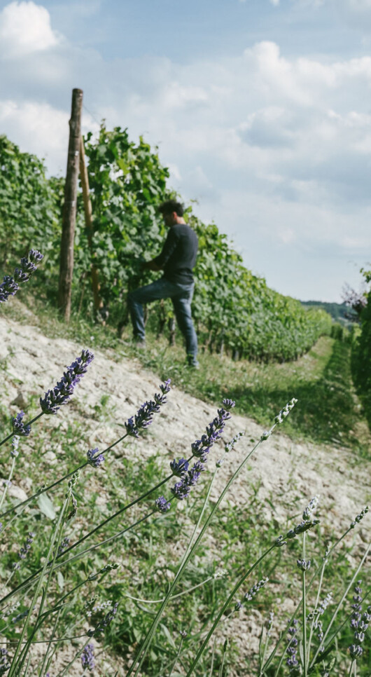 Back To The Soil: The Return To Regenerative Farming