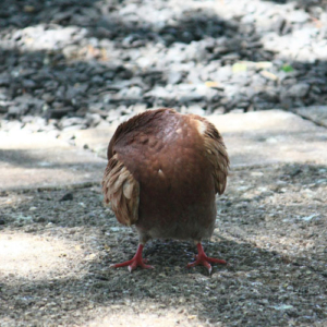 Right this moment? A headless chicken