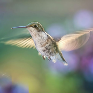 El colibrí
