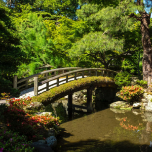 A Japanese garden