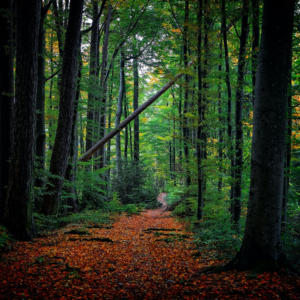 Un bosque