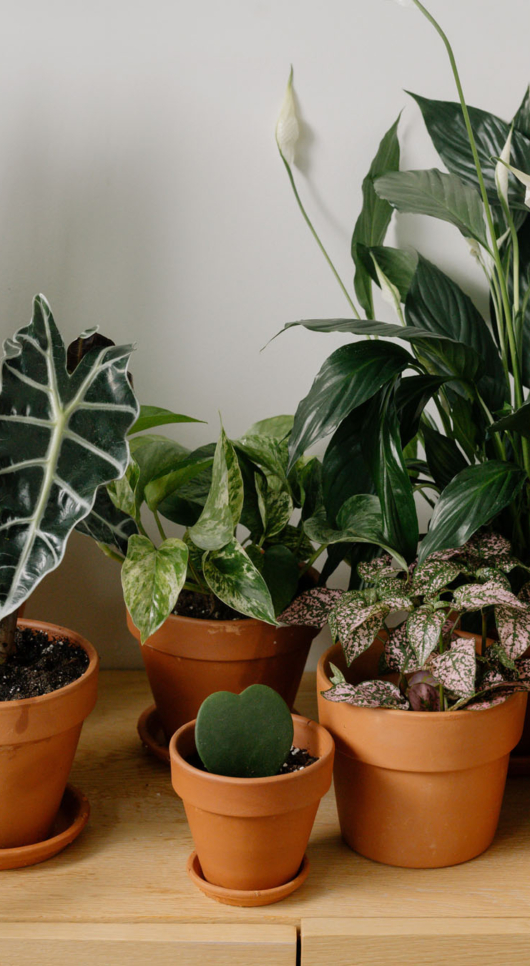 Quiz: Are You A Houseplant Killer?