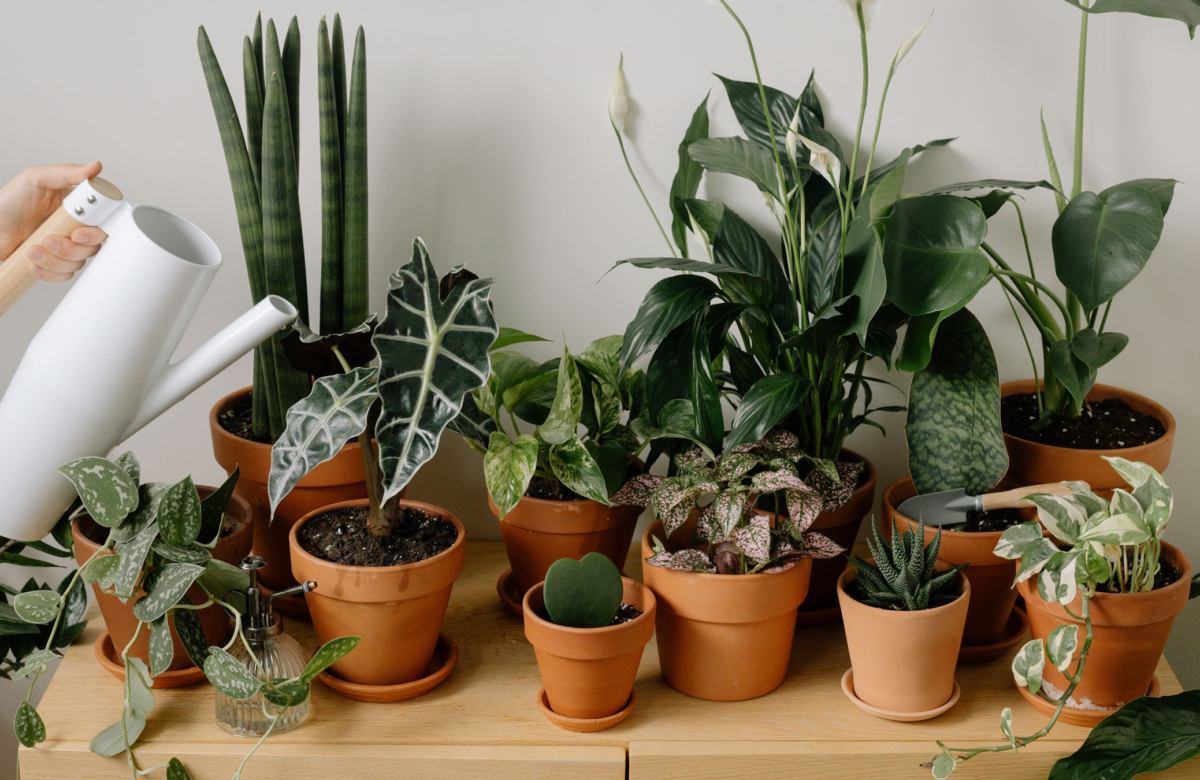 Quiz: Are You A Houseplant Killer?