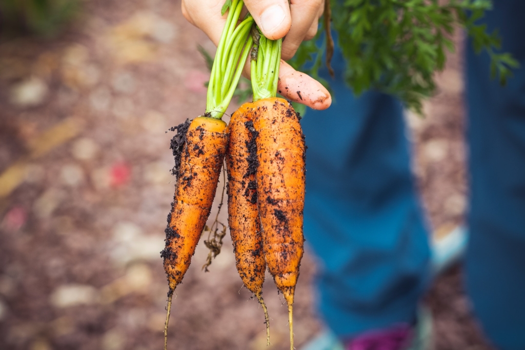 ugly veggies