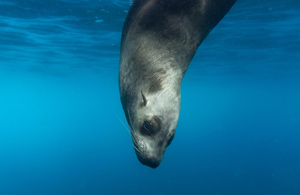 The Big Adventure: Swim With Sea Lions In La Paz