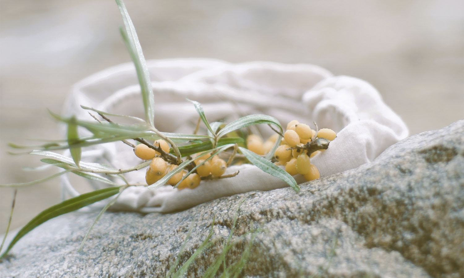 forage1