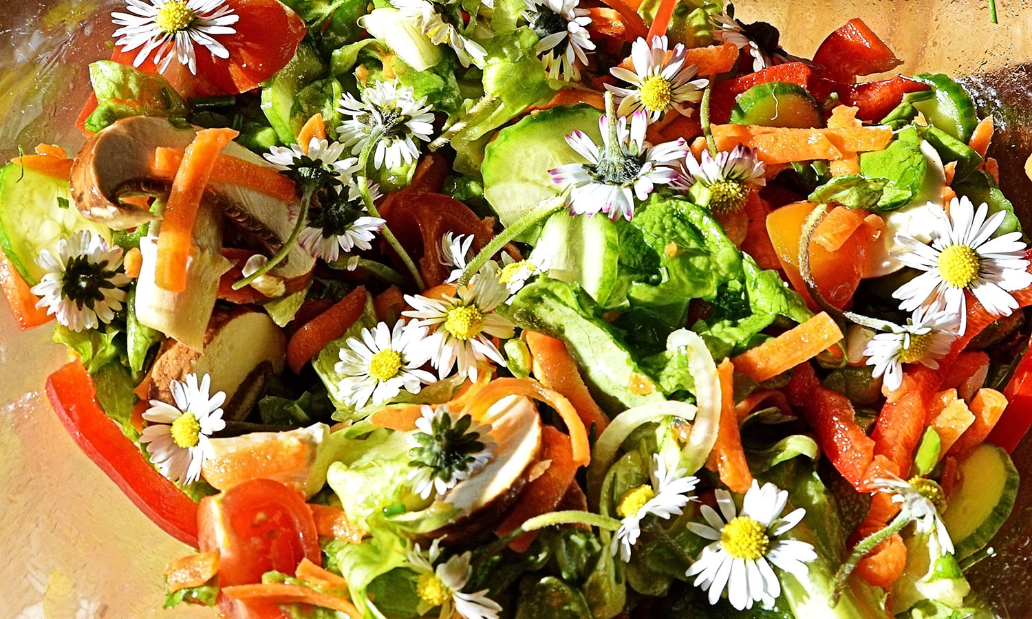 forage_daisies