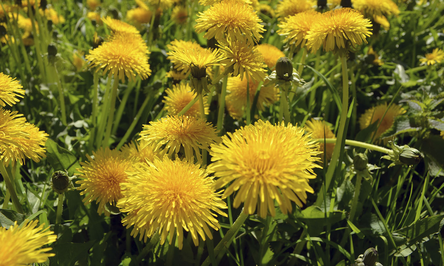 forage_dandelions