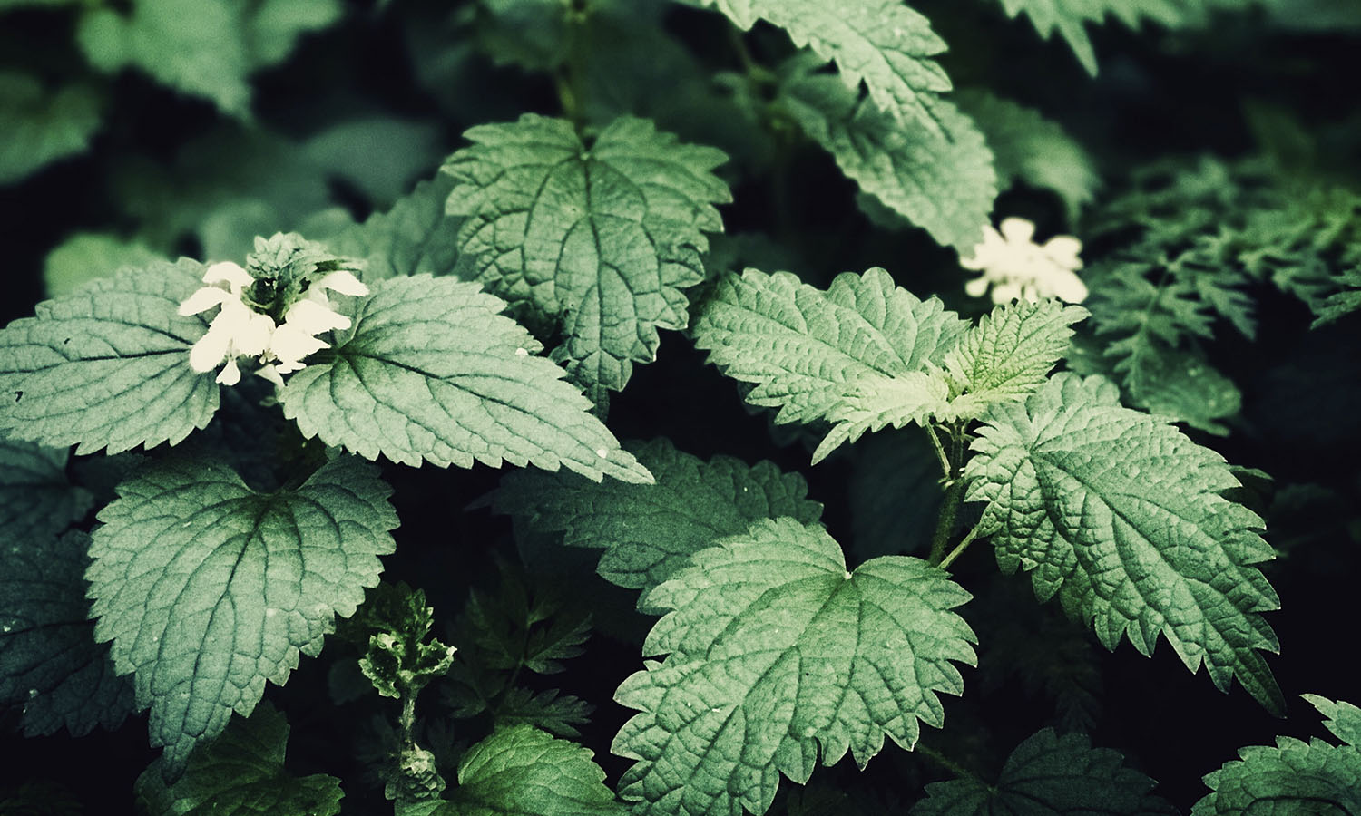 forage_nettle
