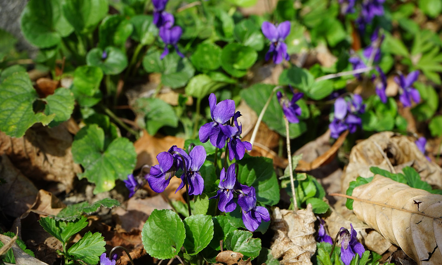 forage_violets