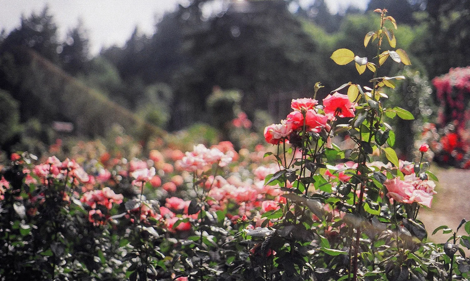 flower_fables