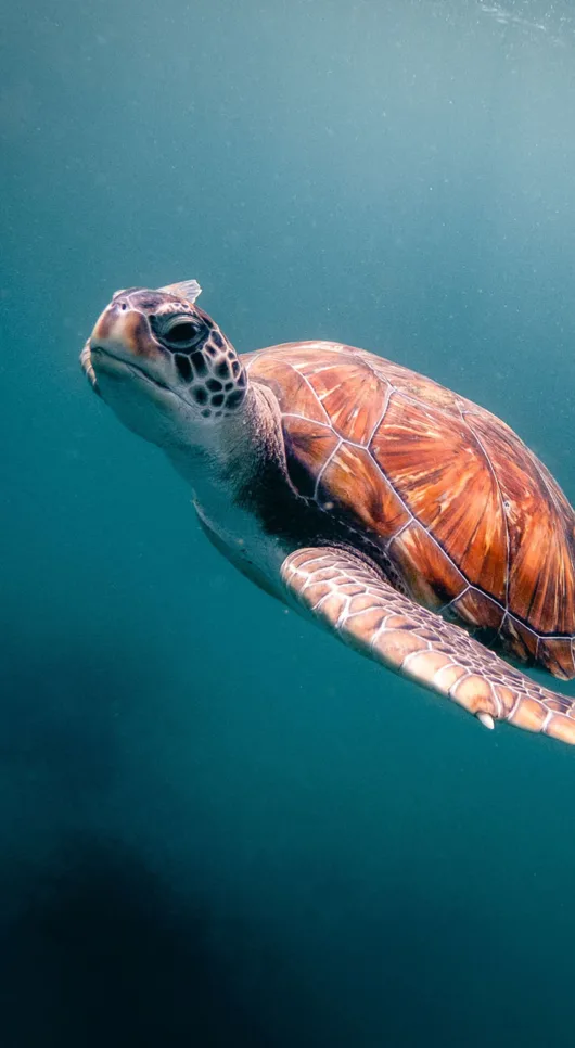 SEE Turtles: Saving The Ocean’s Cutest Reptiles