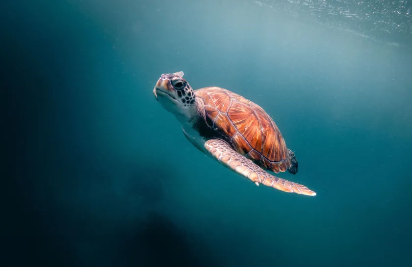 SEE Turtles: Saving The Ocean’s Cutest Reptiles