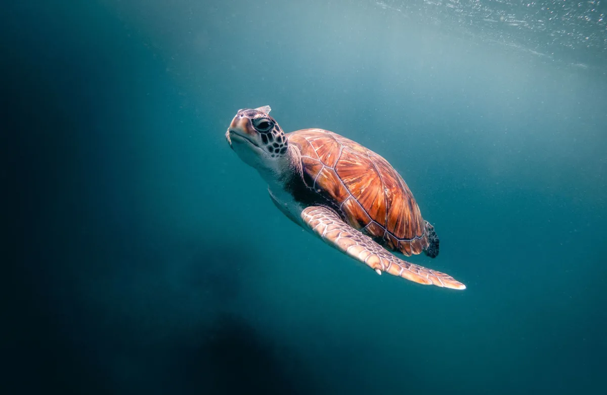 SEE Turtles: Saving The Ocean’s Cutest Reptiles