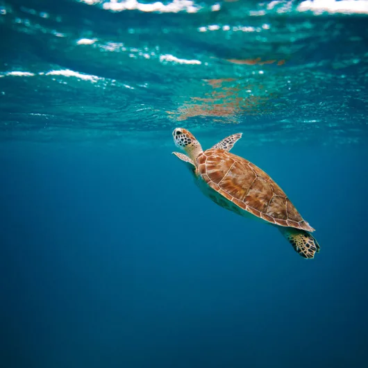 SEE Turtles: Saving The Ocean’s Cutest Reptiles