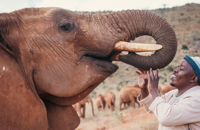 Wild Travel: How To Find Ethical Animal Encounters