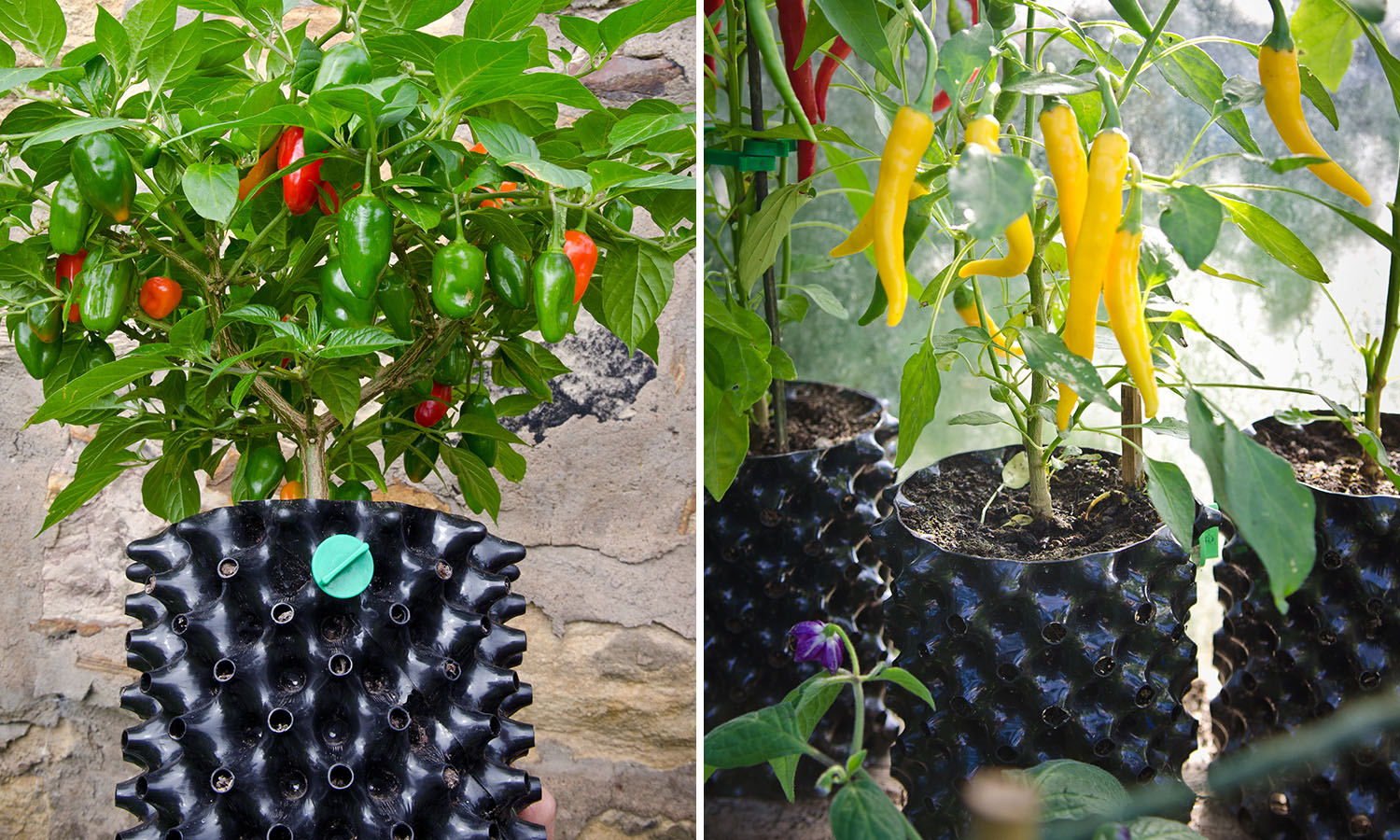 gardening-gadgets-air-pot
