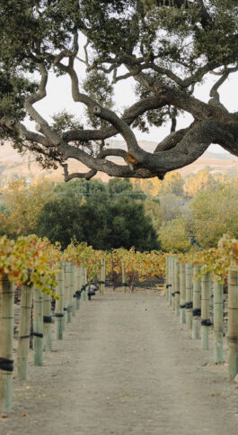 Santa Ynez Valley: The Perfect Vine-To-Glass Getaway