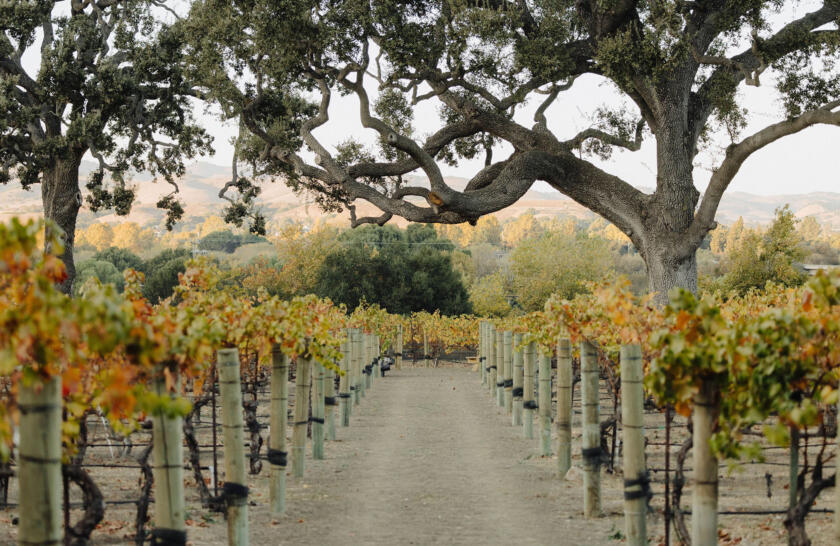 Santa Ynez Valley: The Perfect Vine-To-Glass Getaway