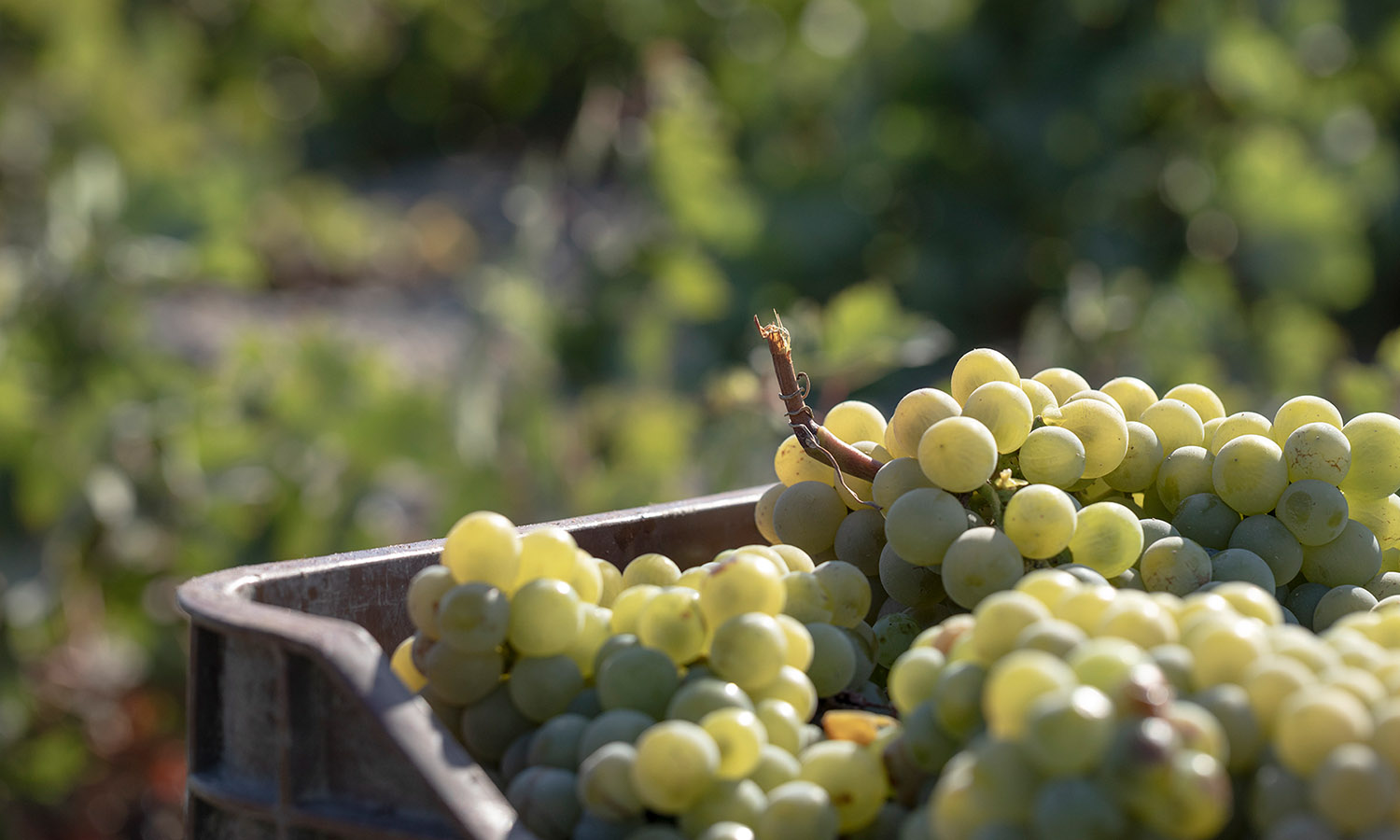 wine-cosmetics-korres-2 ©_Margarita_Nikitaki