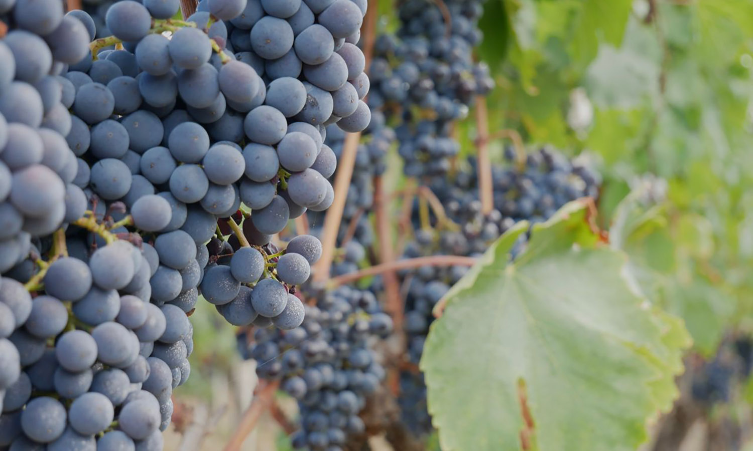 wine-cosmetics-puravitis-2