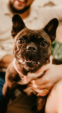 Quiz: Which Pet Best Suits Your Lifestyle?