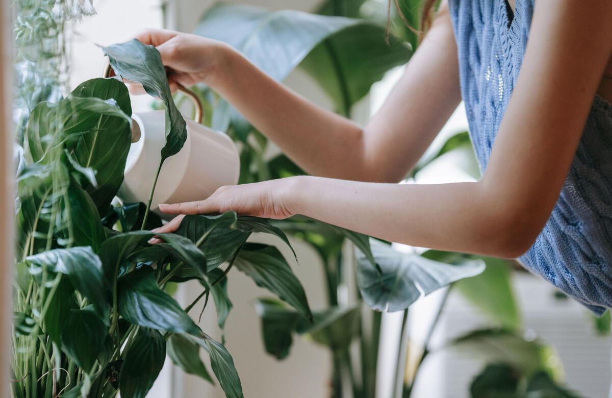 15 Indoor Plants For A Healthier Home Environment 