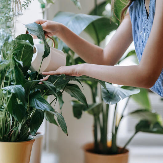 15 Indoor Plants For A Healthier Home Environment 